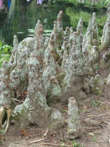 Roots, Rio de Janeiro Botanical Gardens