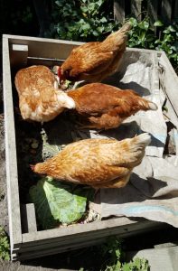 Chickens in the compost