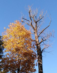 Autumnal tree next to a dead tree