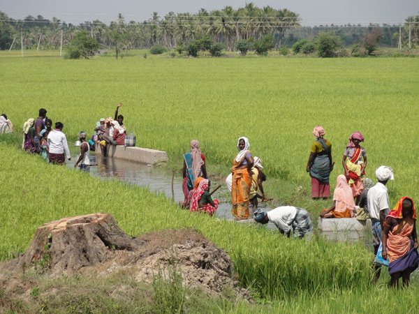 Rice field workers, India